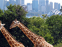 Taronga Zoo